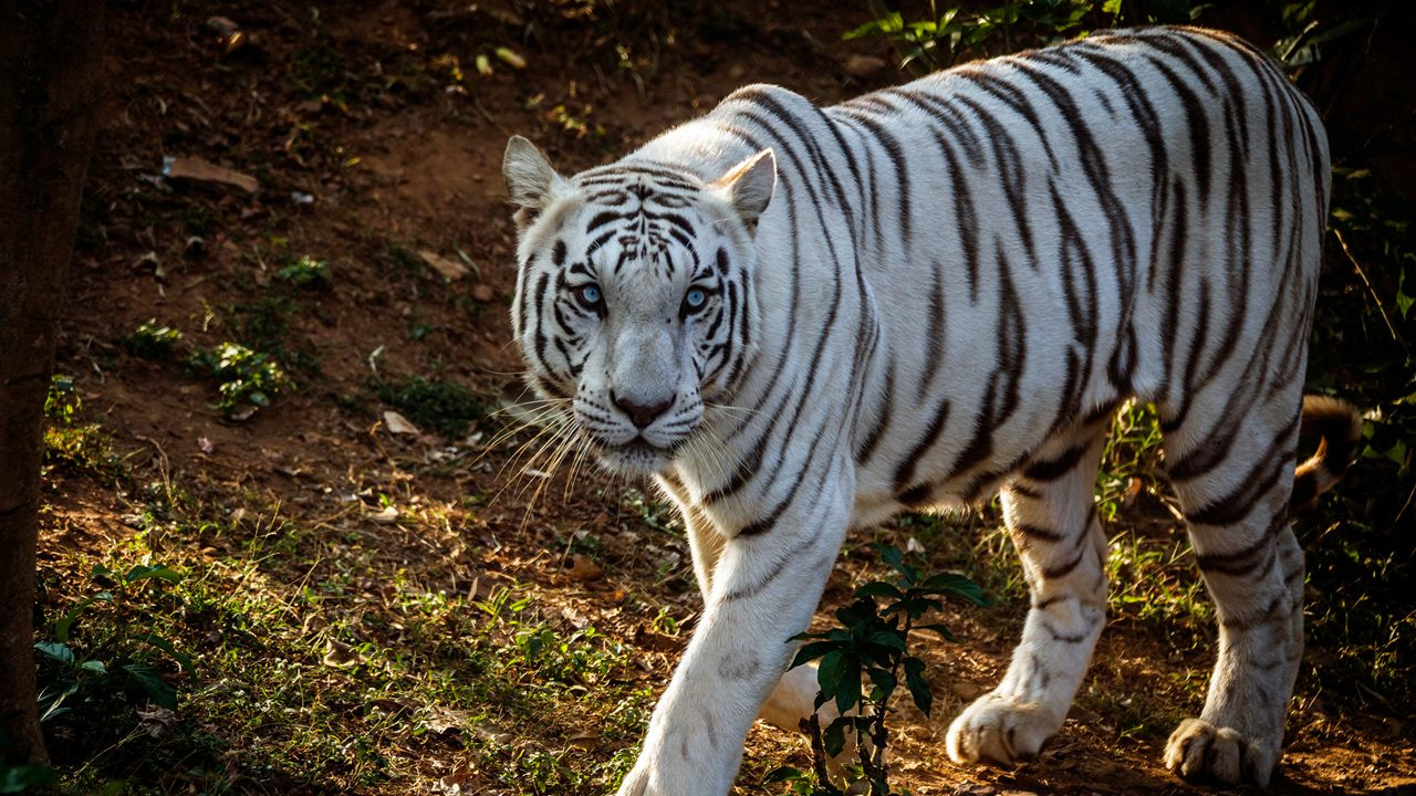 Nandankanan Zoological Park