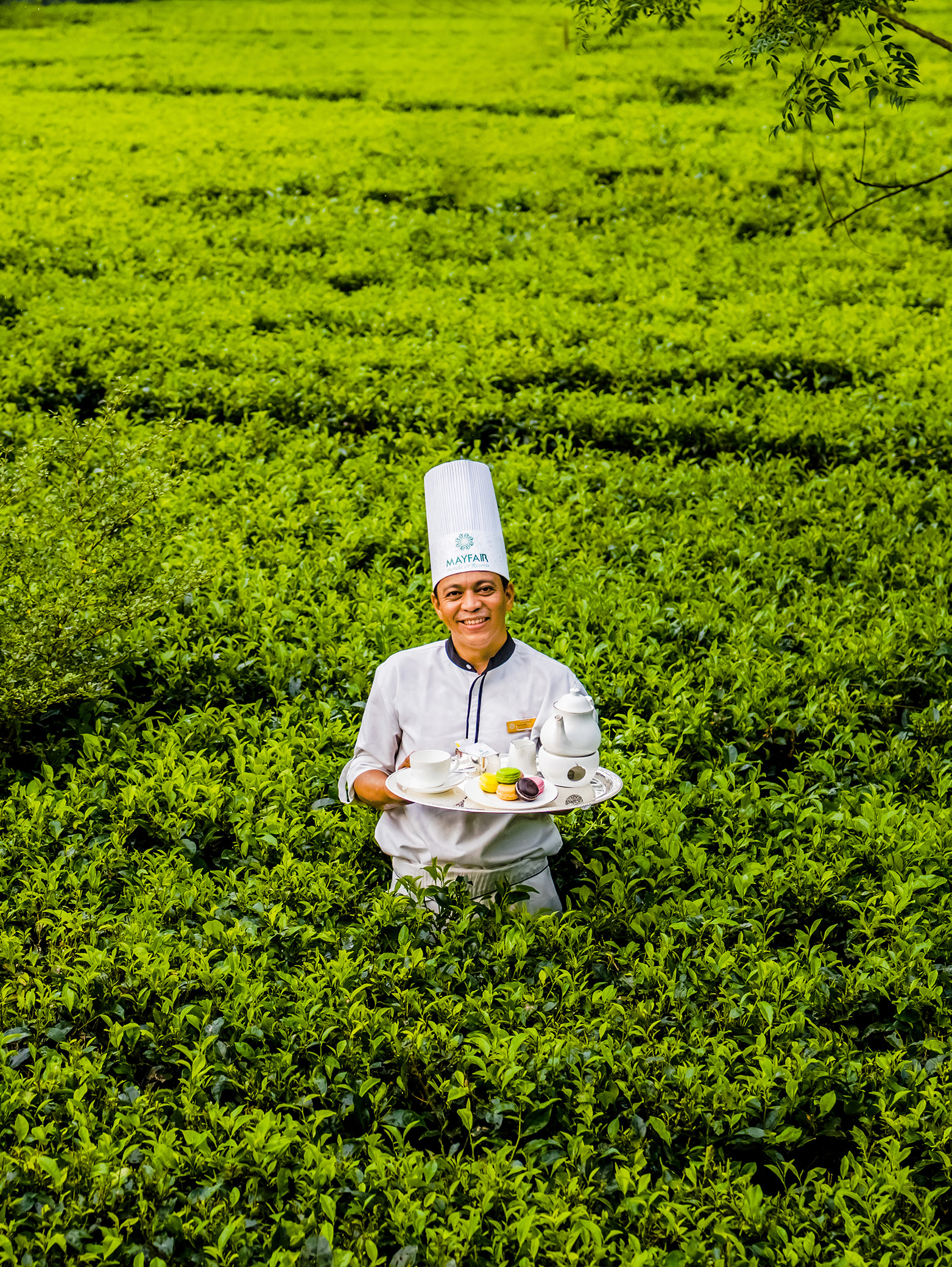 Inside a Working Tea Estate