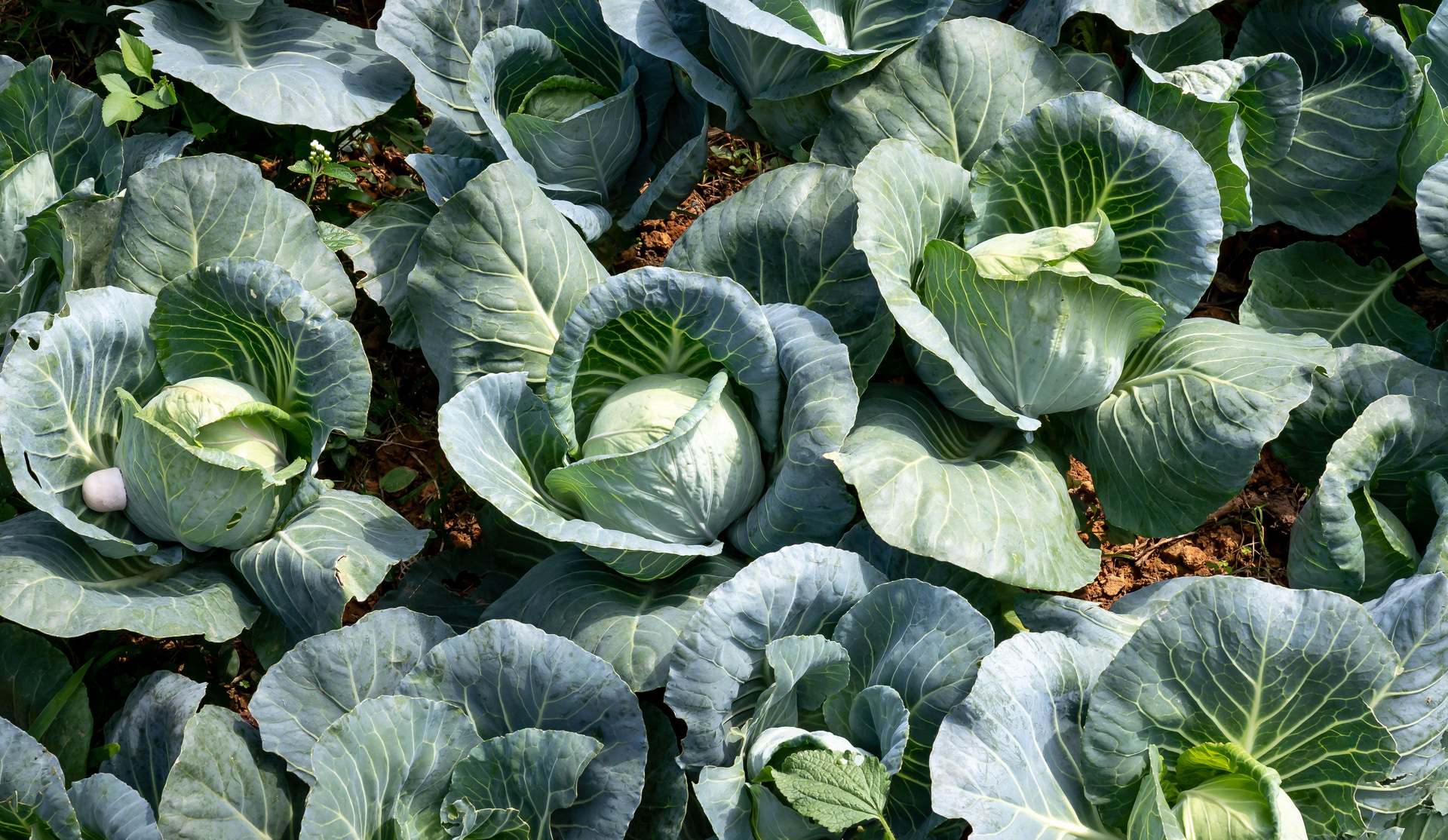 A field of cabbages, the heads forming under broad outer leaves