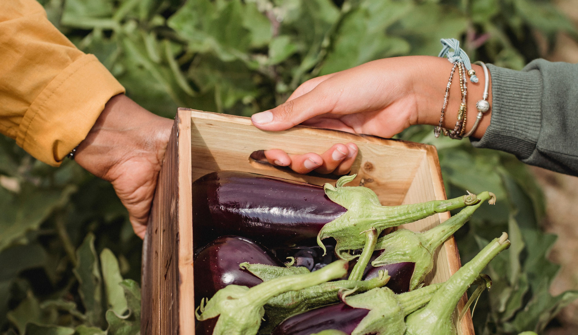 Two pairs of hands passing a wooden crate of just-cut aubergines between them