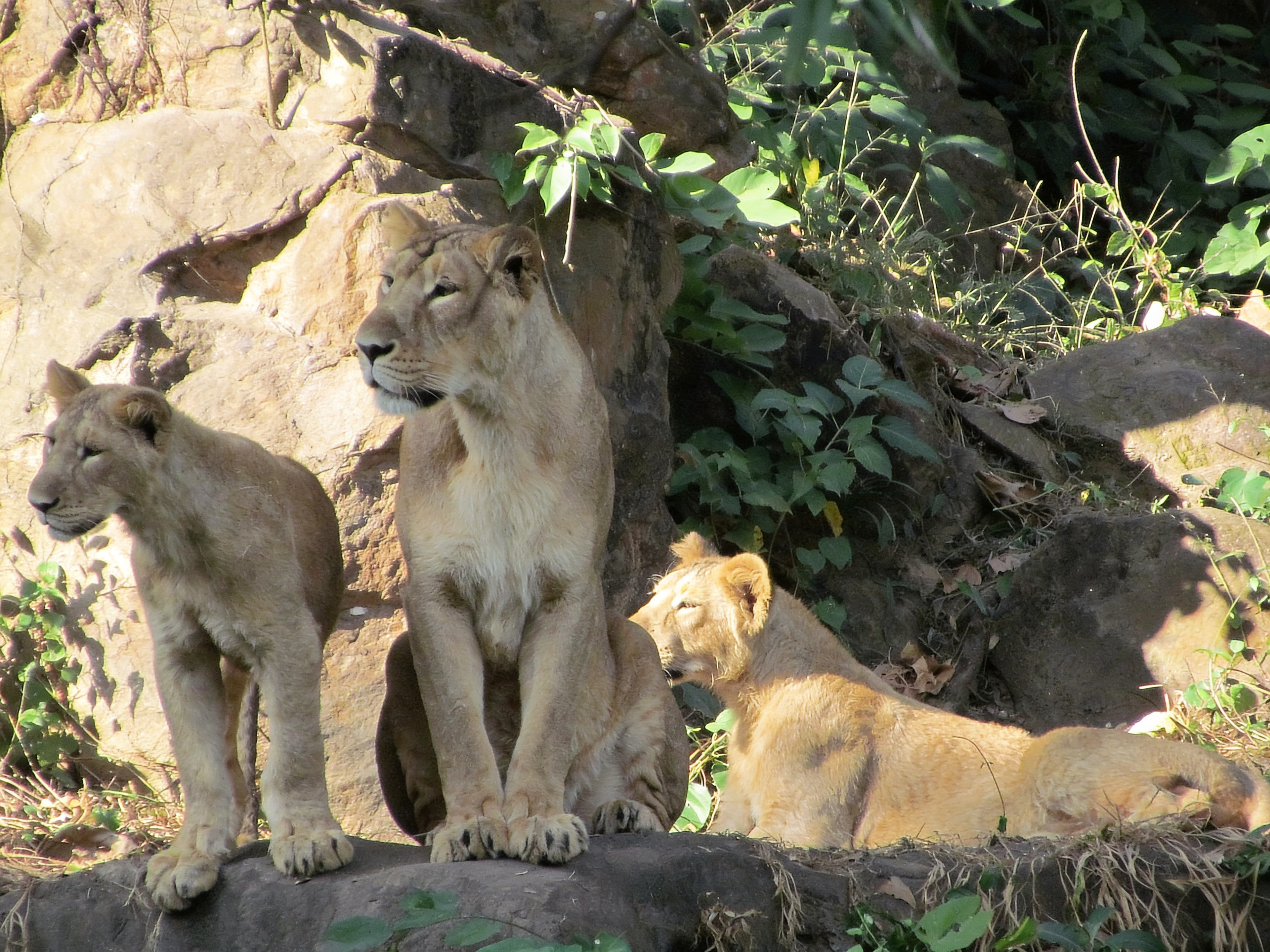 Assam State Zoo cum Botanical Garden