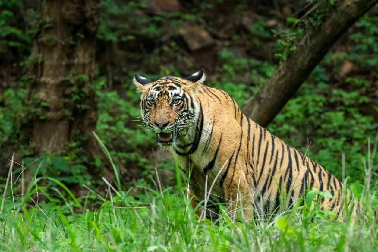 Bengal Safari
