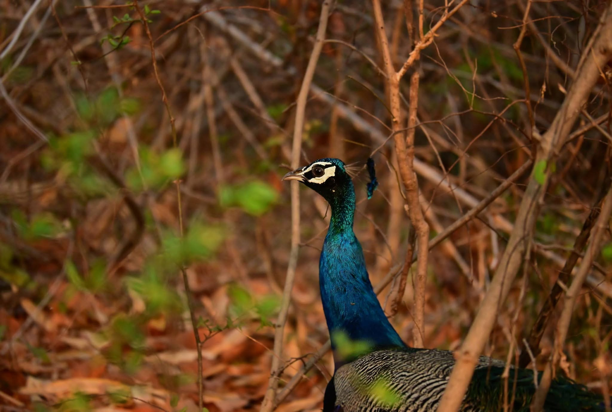 Debrigarh Wildlife Sanctuary