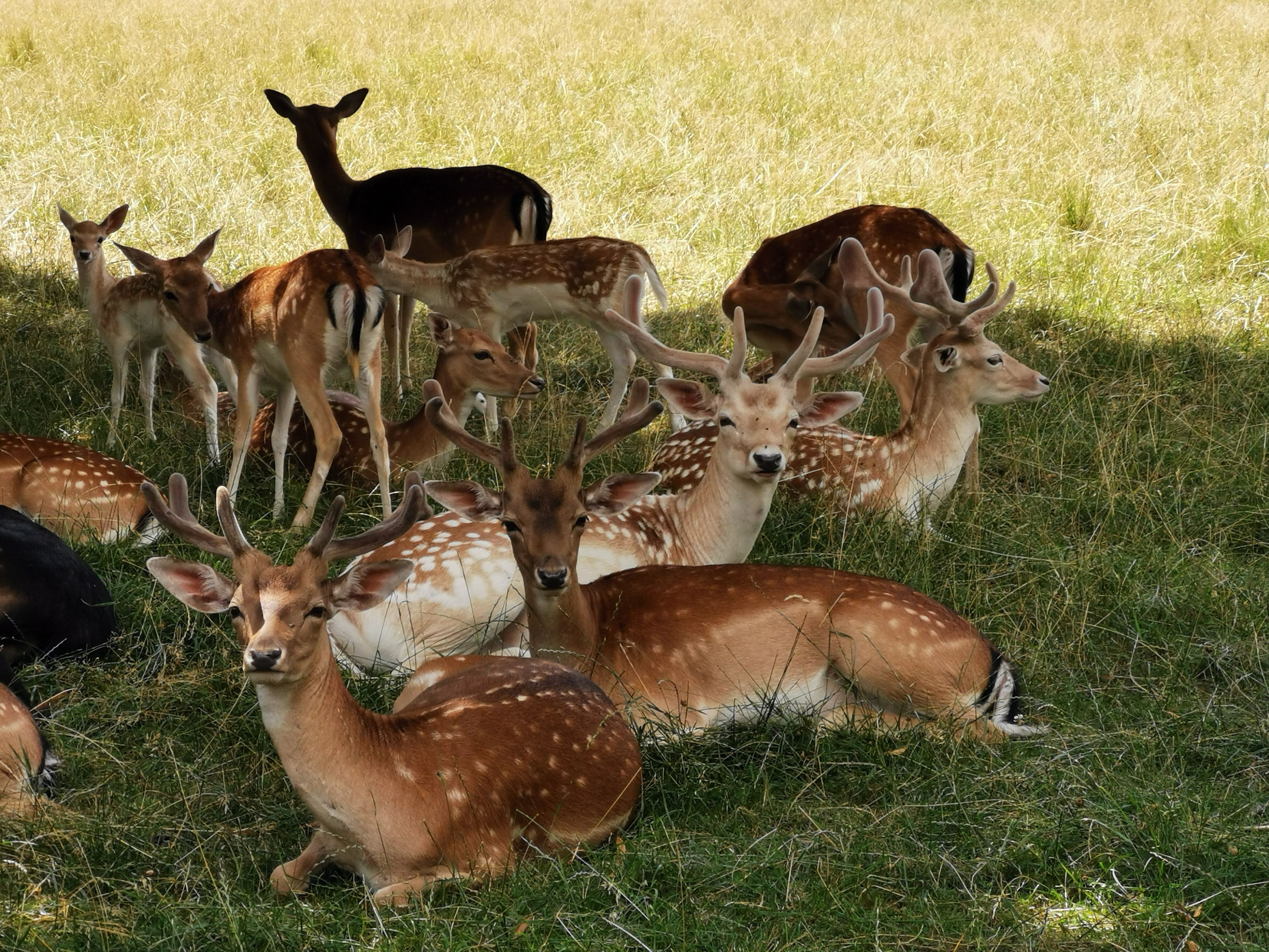 Deer Park