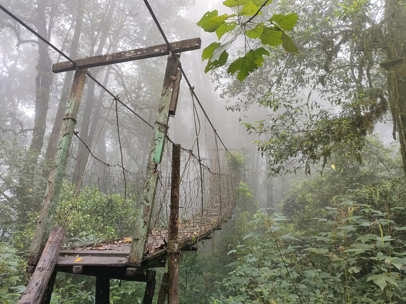 Kalimpong Dansong Forest