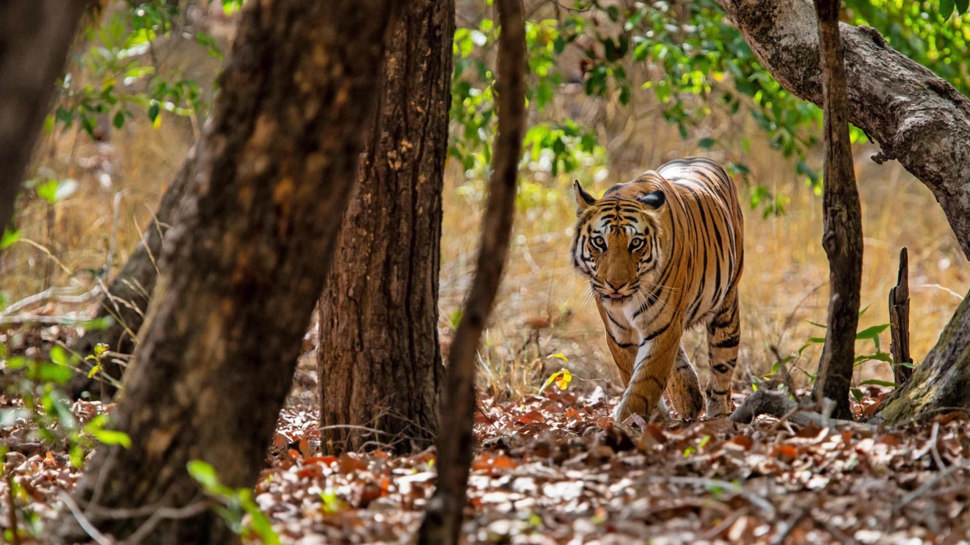 Ushakothi Wildlife Sanctuary